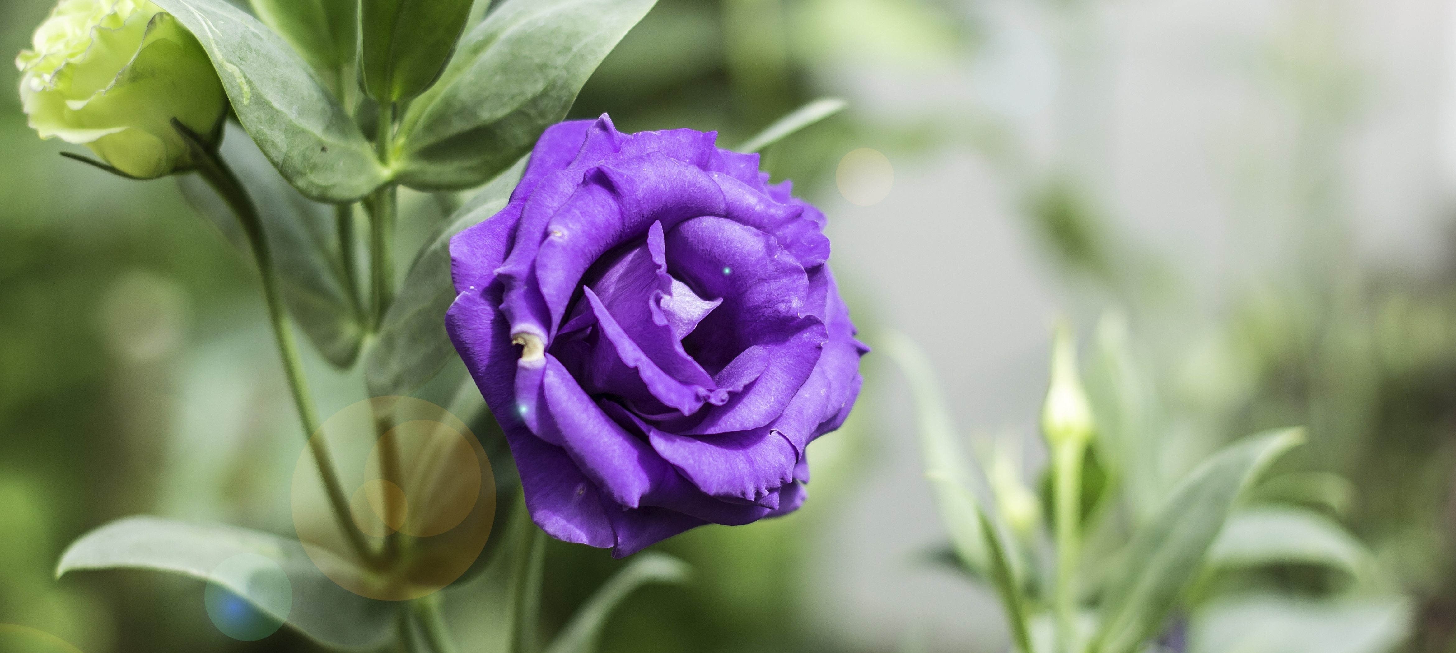 La Légende de la rose de prairie St. Josefs Indianer Hilfswerk
